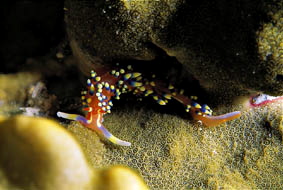  Caloria indica  (Sea Slug)